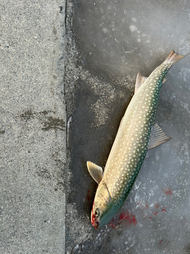 アメマスの釣果