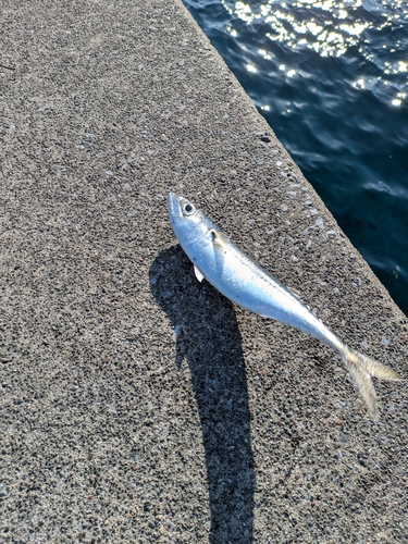 サバの釣果