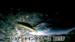 オオニベの釣果