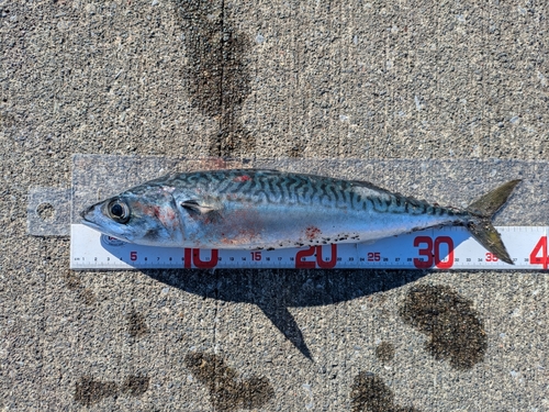 サバの釣果