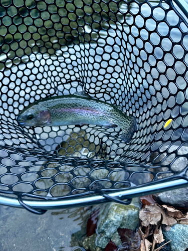 トラウトの釣果