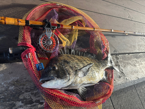 チヌの釣果