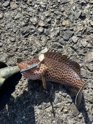 オオモンハタの釣果