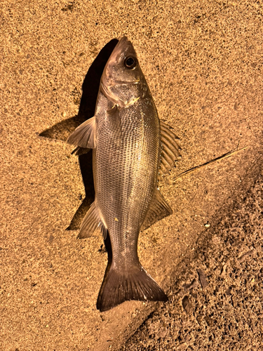 セイゴ（ヒラスズキ）の釣果