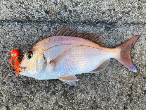 マダイの釣果