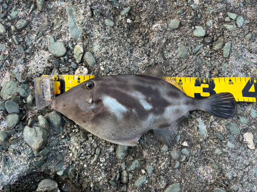 ウマヅラハギの釣果