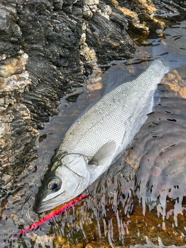 ヒラスズキの釣果