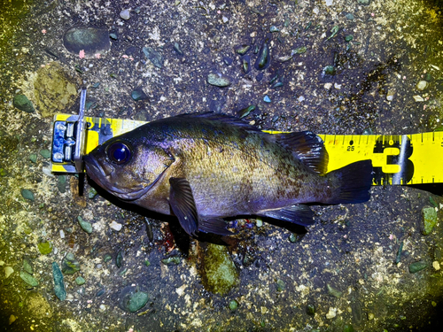 メバルの釣果