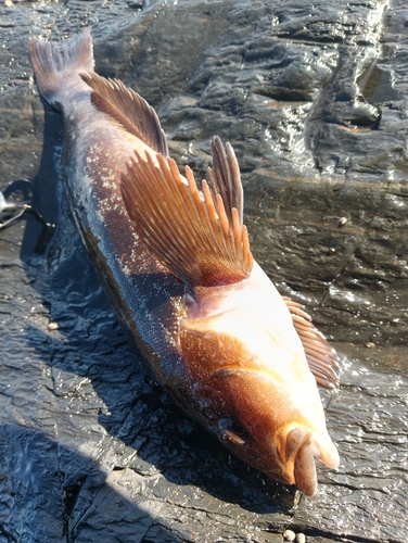 アイナメの釣果