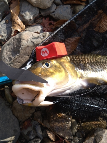 ニゴイの釣果