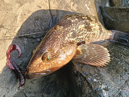 アイナメの釣果