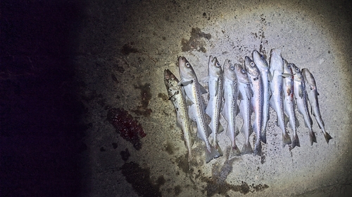 スケトウダラの釣果