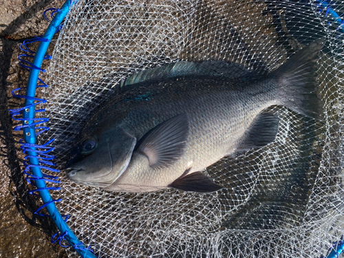 メジナの釣果