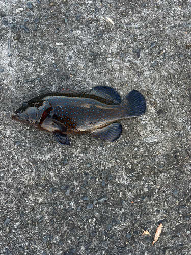 アオノメハタの釣果