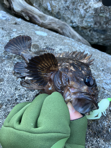 ムラソイの釣果