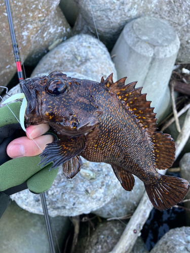 ムラソイの釣果