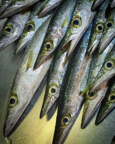 カマスの釣果