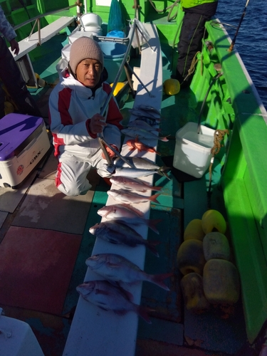 マダイの釣果