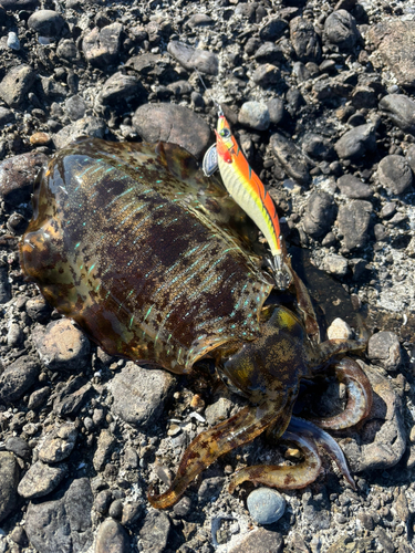 アオリイカの釣果