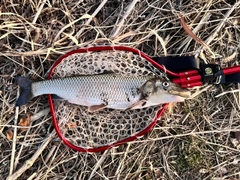 ニゴイの釣果