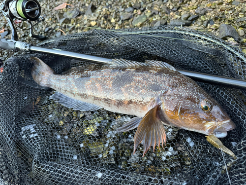 アイナメの釣果