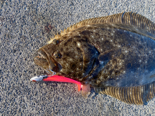 ヒラメの釣果