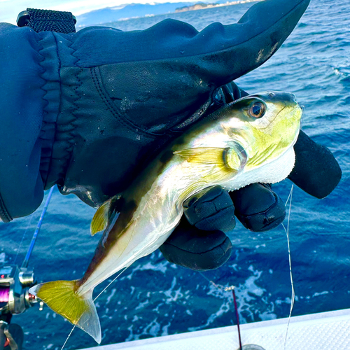 シロサバフグの釣果