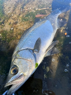 ヒラスズキの釣果