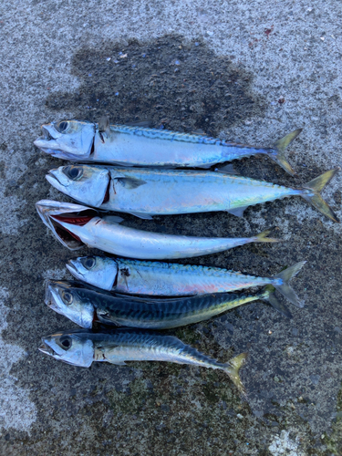 サバの釣果