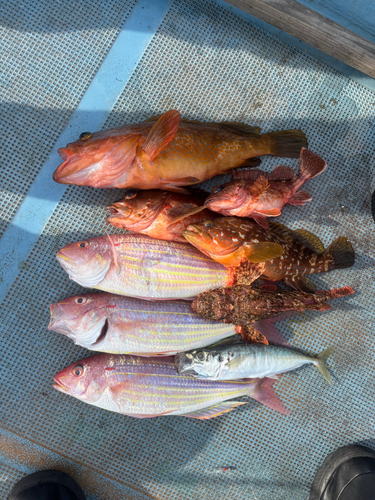 イトヨリダイの釣果