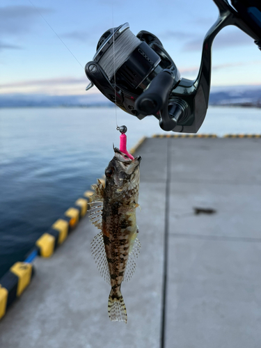 ハゼの釣果