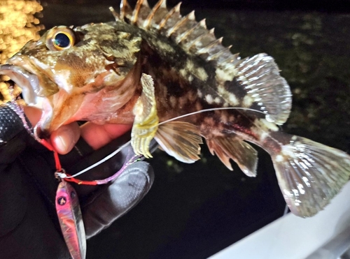 カサゴの釣果