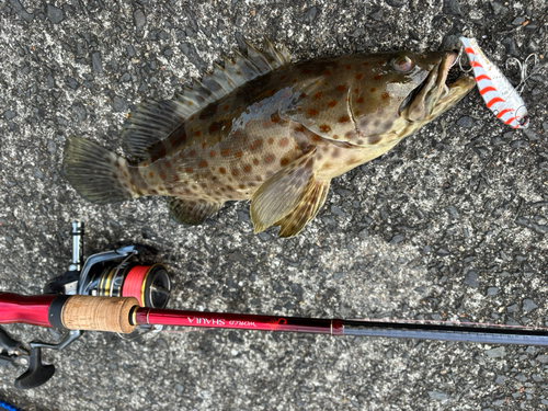 チャイロマルハタの釣果