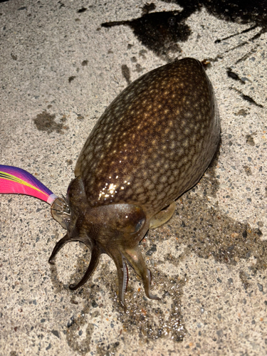 シリヤケイカの釣果