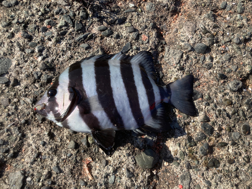 イシダイの釣果