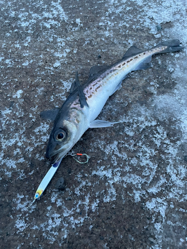 スケトウダラの釣果