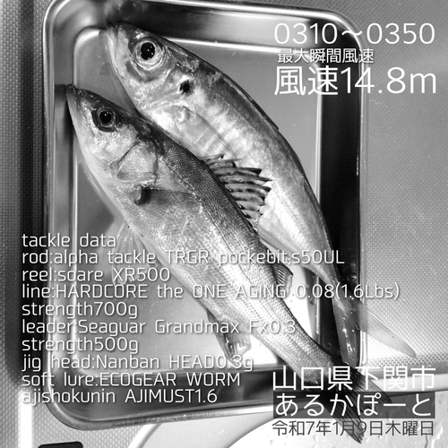 アジの釣果