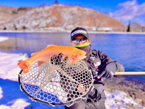 アルビノニジマスの釣果