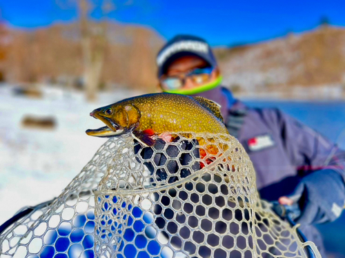 ブルックトラウトの釣果