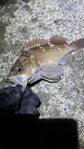 エゾメバルの釣果