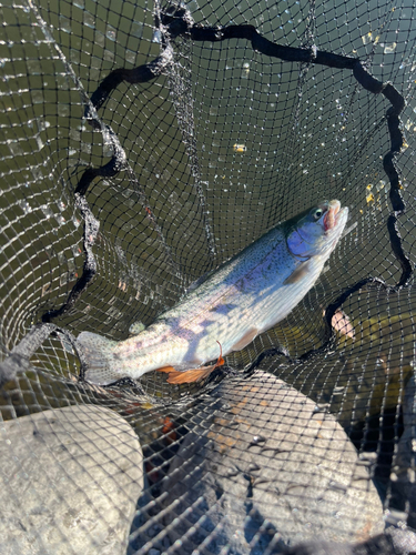 ニジマスの釣果