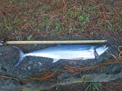 サゴシの釣果