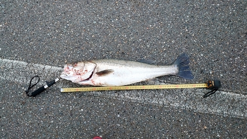 スズキの釣果