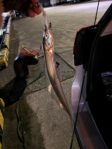 タチウオの釣果