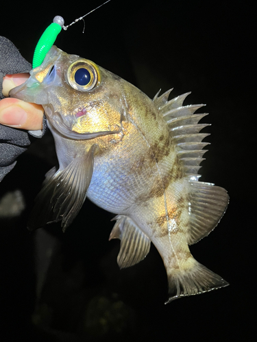 メバルの釣果