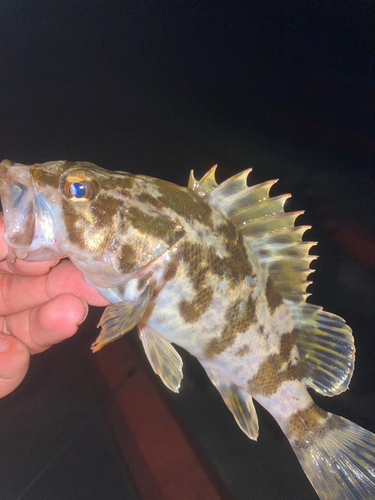 タケノコメバルの釣果