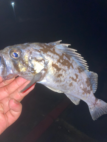 タケノコメバルの釣果