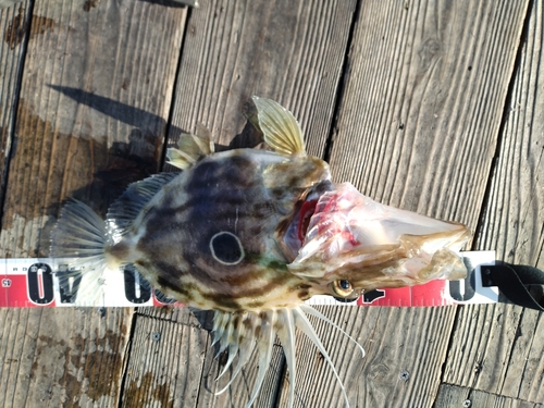 マトウダイの釣果