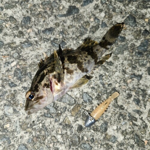 タケノコメバルの釣果