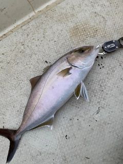 カンパチの釣果